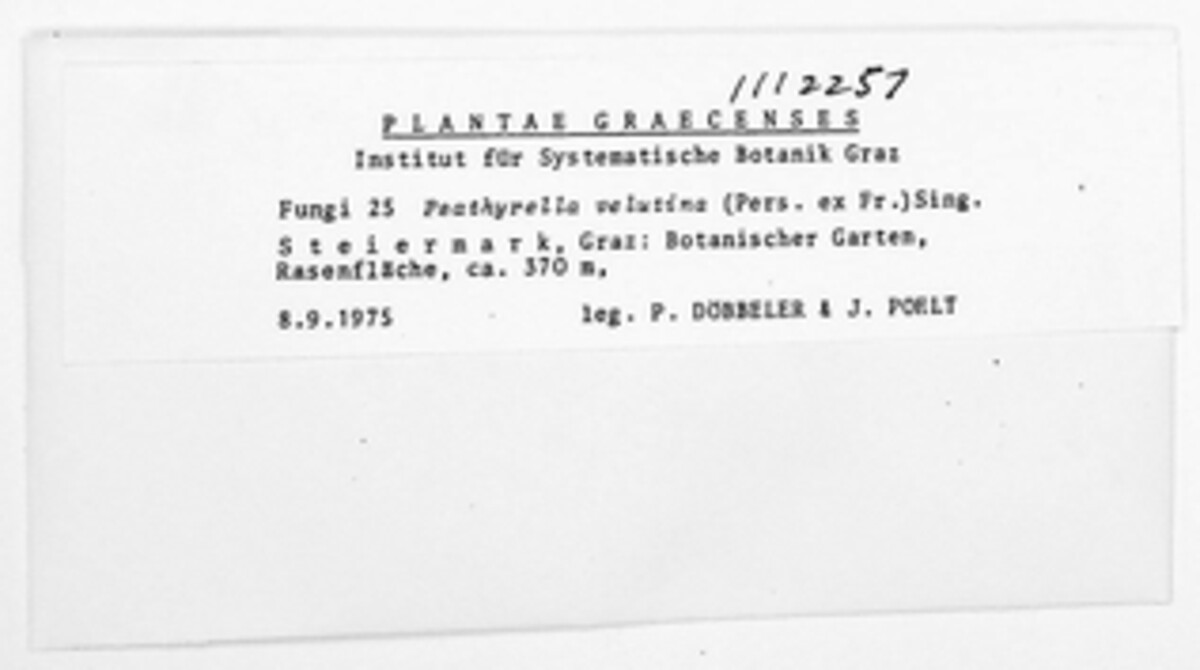 Psathyrella velutina image
